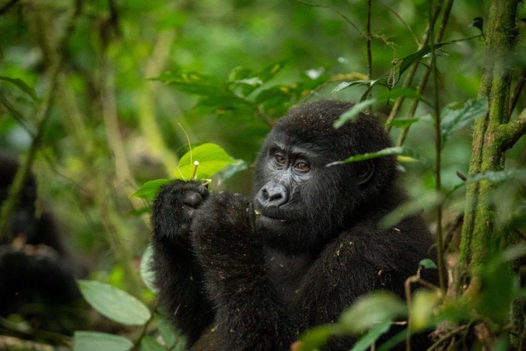 Gorilla Trekking Tour in Rwanda