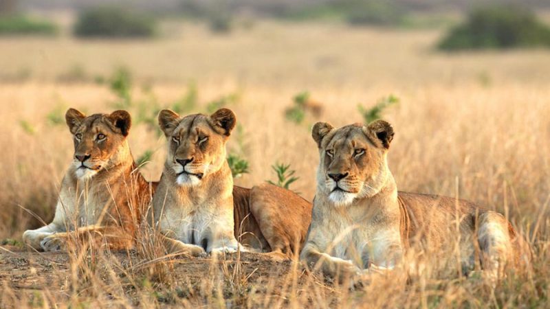 Uganda Wildlife Safaris