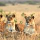 Uganda Wildlife Safaris