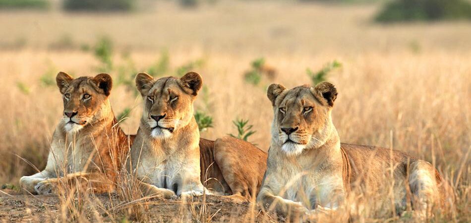 Uganda Wildlife Safaris