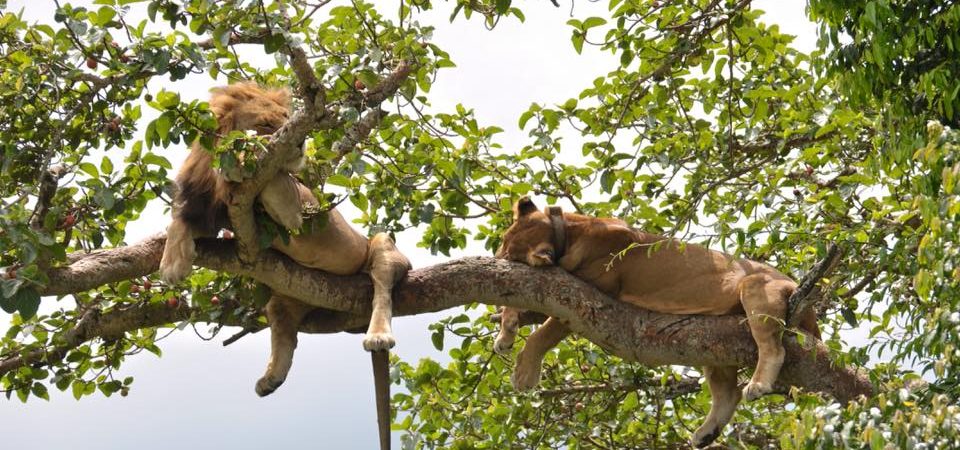 Africa Discovery Tours