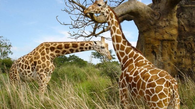 Uganda Wildlife Safaris