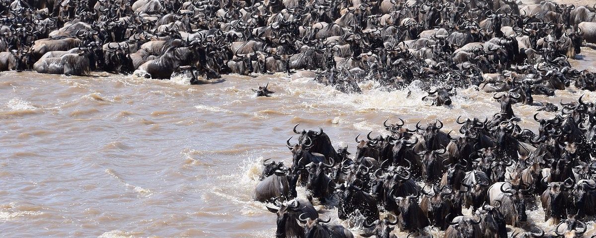 Great Wildebeest Migration in Tanzania