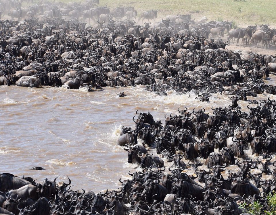 Great Wildebeest Migration in Tanzania