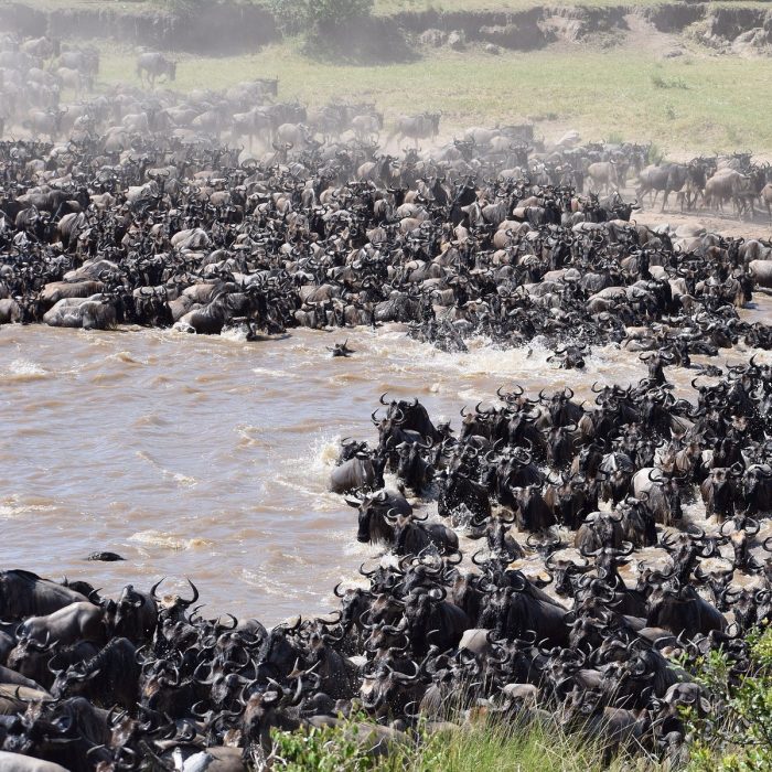 Great Wildebeest Migration in Tanzania