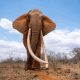 Big 5 Experience in Kenya (Kenya Wildlife Safari Tour)