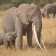 Wildlife Safaris in Kenya