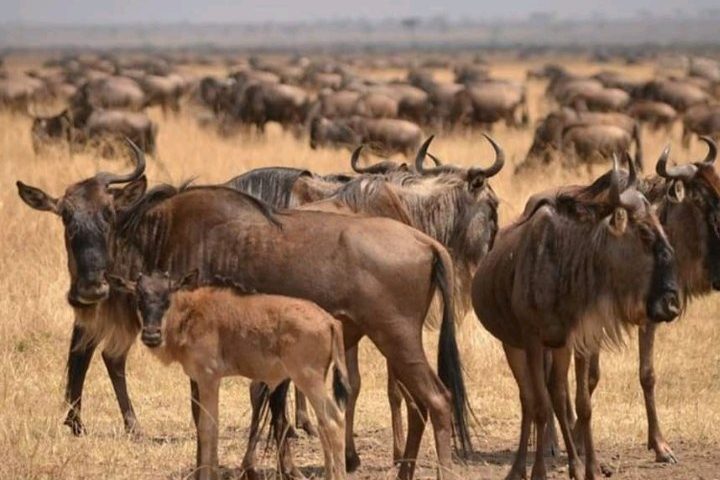 Great Wildebeest Migration in Tanzania