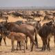 Great Wildebeest Migration in Tanzania