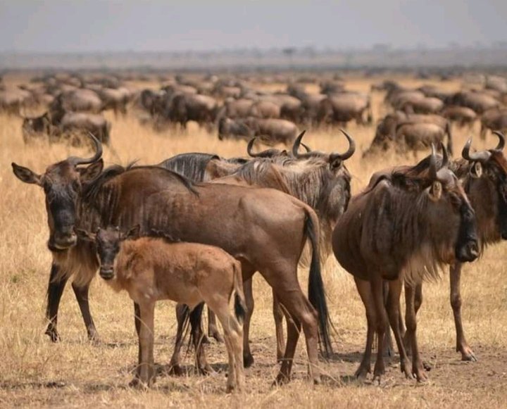 Great Wildebeest Migration in Tanzania