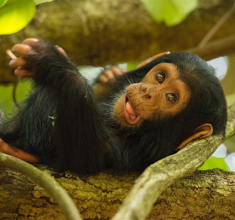 Chimpanzee trekking in Uganda