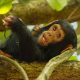 Chimpanzee trekking in Uganda