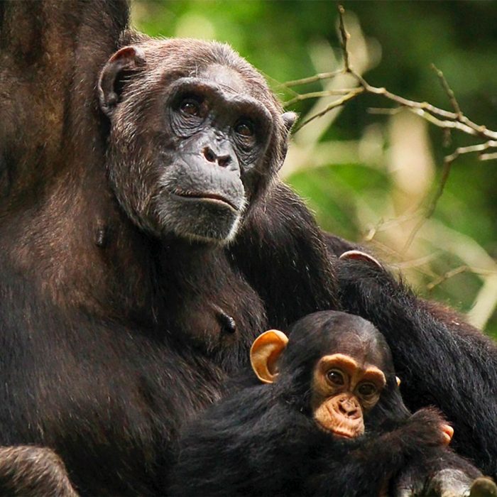Best Time to Go Chimpanzee Trekking in Uganda