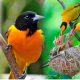 Best 7 bird watching spots in Uganda