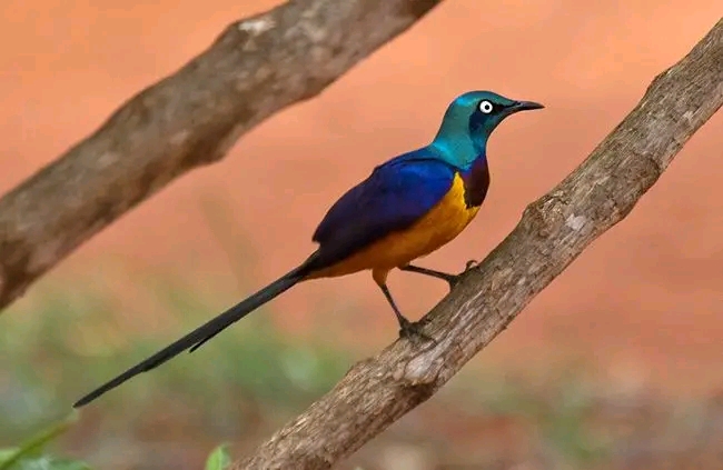 Bird Watching safaris Tours in Kenya