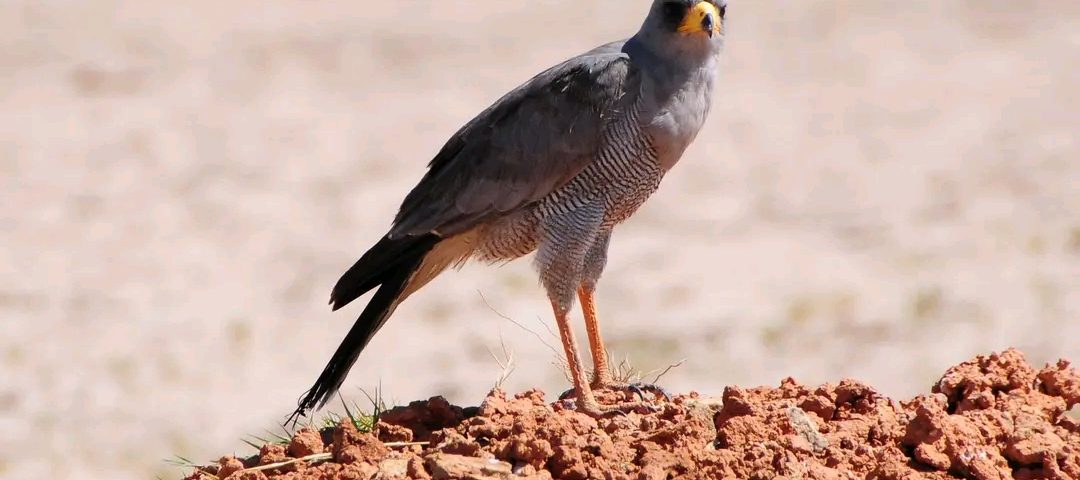 Bird Watching safaris Tours in Kenya