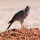 Bird Watching safaris Tours in Kenya
