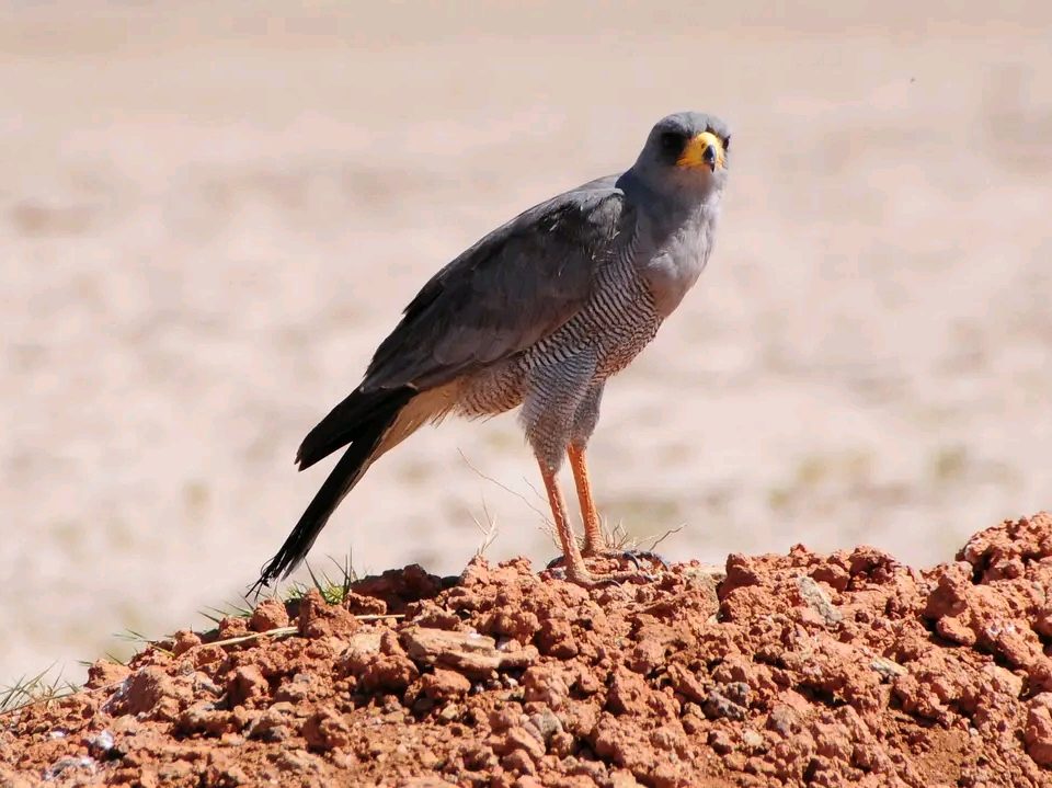 Bird Watching safaris Tours in Kenya