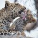 Leopard tracking experience in Uganda 