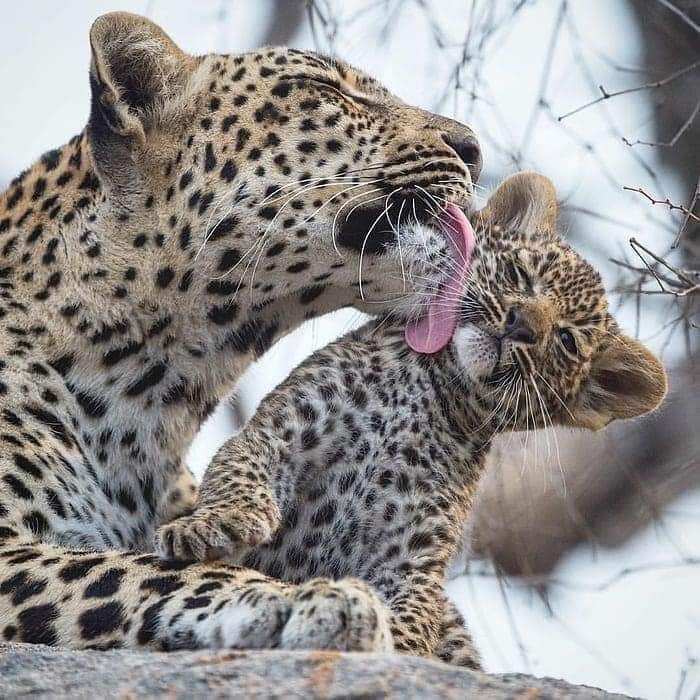 Leopard tracking experience in Uganda 