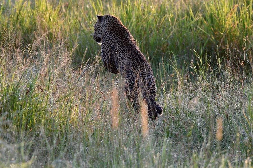 Leopard tracking experience in Uganda 