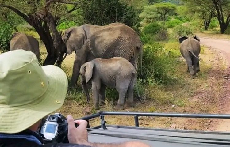 Game Drives in Tanzania