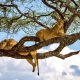 Tree-climbing lions in Lake Manyara National Park