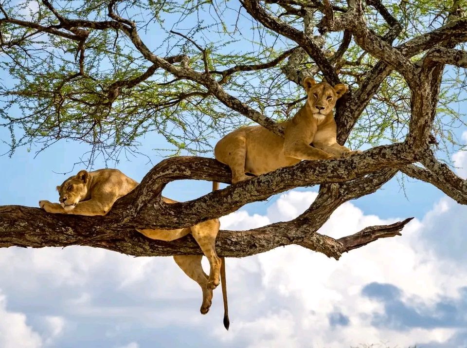Tree-climbing lions in Lake Manyara National Park