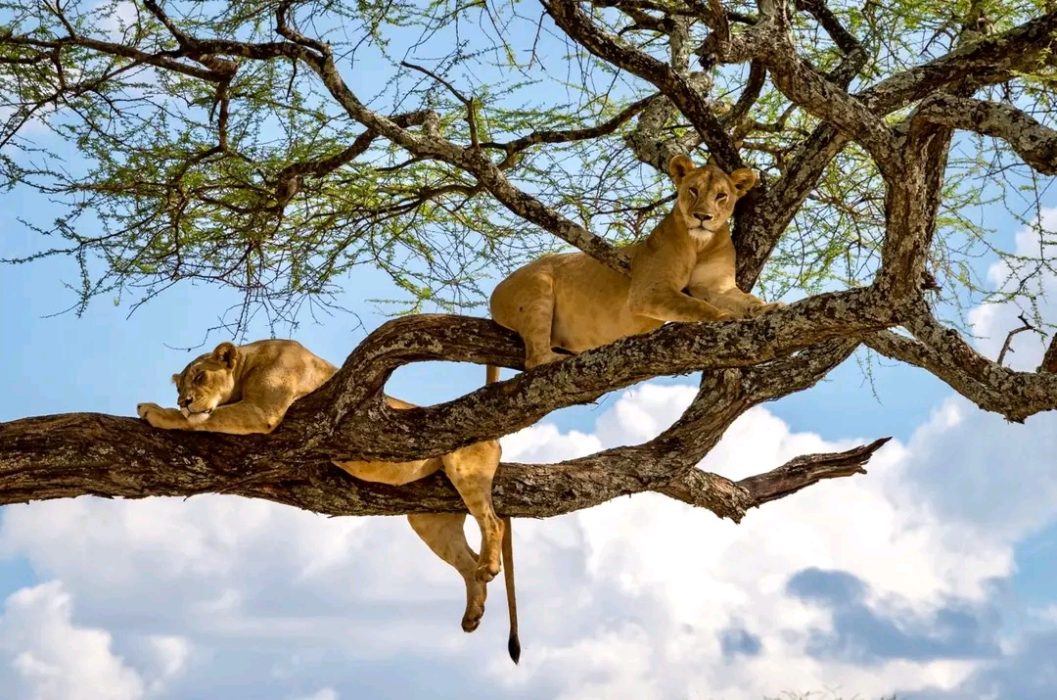 Tree-climbing lions in Lake Manyara National Park